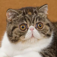 13th Best Kitten - DW D'EDEN LOVER LOLA - Ow: Frederic Gaspard