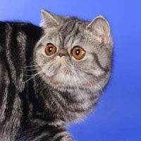 17th Best Kitten - GC, DW SWEET MELODY SILVER - Br/Ow: Alexandra Bogomolova