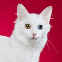 12th Best Kitten - RW	SONGGWANGSA WHITE IS THE NEW BUNNY