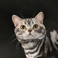 24th Best Kitten - GC, RW	CAROCATS WILSON OF ARTEMISIACAT
