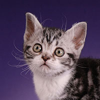 Best Kitten - GC RW	HansonPalace Standing Ovation