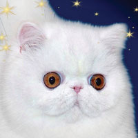 21st Best Kitten - RW JEM-DANDY DESIRABLE OF DIAMOND VVS 