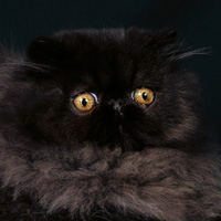 19th Best Kitten - GC, RW MIRO' CHEETAH NOIR OF KHARDASHIA