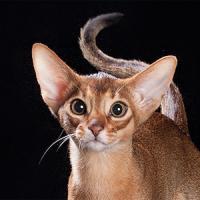 24th Best Kitten - RW DES CAVALIER MAVERICK  