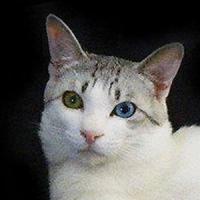 25th Best Kitten - RW ASYLUM'S SILVER JOKE 