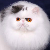 2nd Best Cat in Championship - GC, NW TOY TRICKSY LITTLE DIVA - Br/Ow: Galina Gurieva