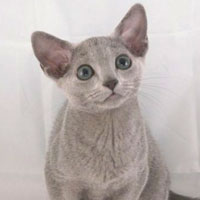 11th Best Kitten - CH, DW Trekuorii Fujiko Mine