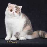 6th Best Kitten - DW	D'Eden Lover Giulietta