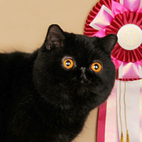 12th  Best Cat in Championship - GC RW Turiddu Del Falco D'Oro of Sybarit 