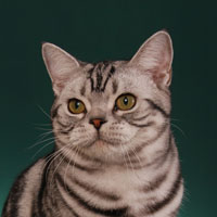 Best Kitten - GC, RW Stedam Lucky Star of Hansonpalace