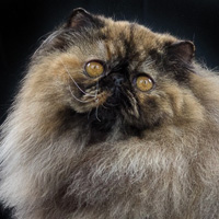 10th Best Kitten - RW GRAFFIO'S AMBRA