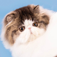 11th Best Kitten - RW JOLI BIEF PIMPRENELLE