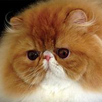12th Best Kitten - RW SWEET SPICES RUBBER DUCKY 