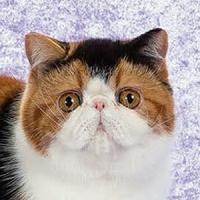 14th Best Kitten (tie) - RW PYRAMPEPE PARIS IS BURNING 